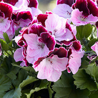 3x Géranium des fleuristes Pelargonium 'Jeanette' rouge-rose