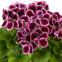 3x Géranium des fleuristes Pelargonium 'Imperial' violet-blanc