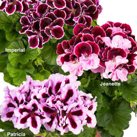3x Géranium des fleuristes Pelargonium 'Imperial' + 'Jeanette' + 'Patricia' violet-rose-blanc