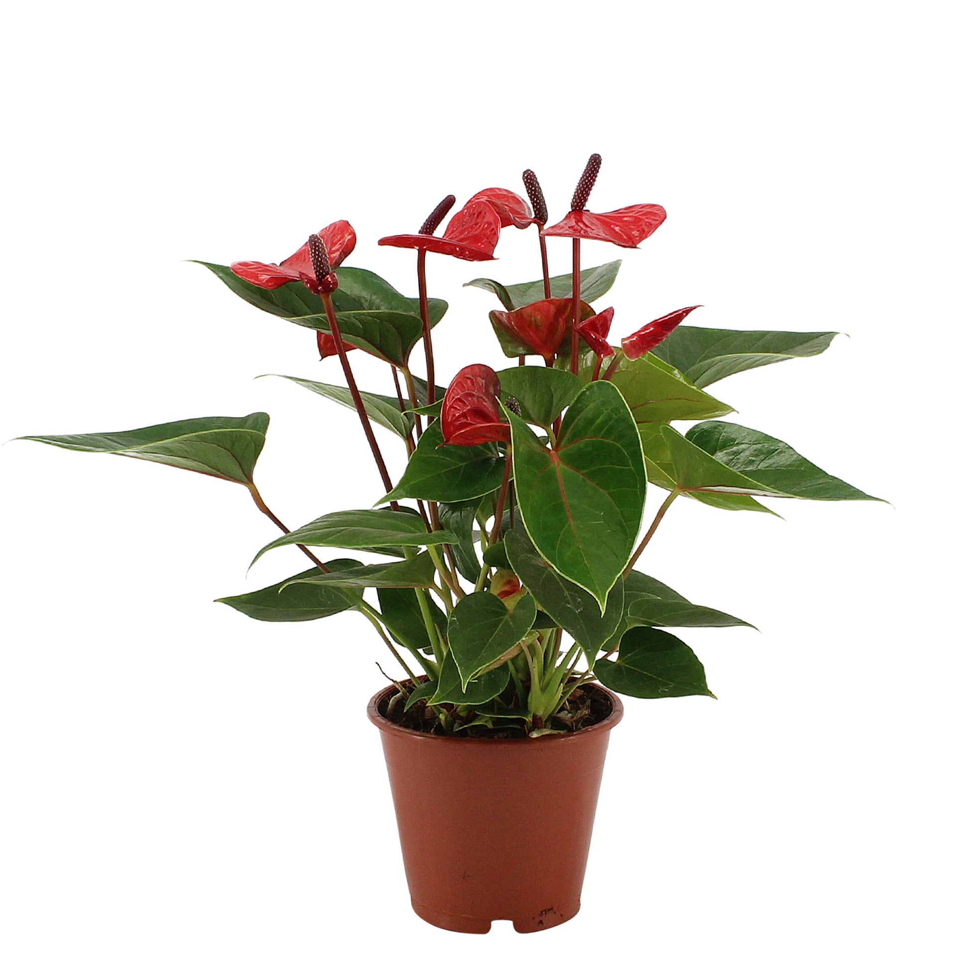 anthurium rouge bouture Achetez maintenant une plante d'intérieur Langue de feu Anthurium andreanum Rouge