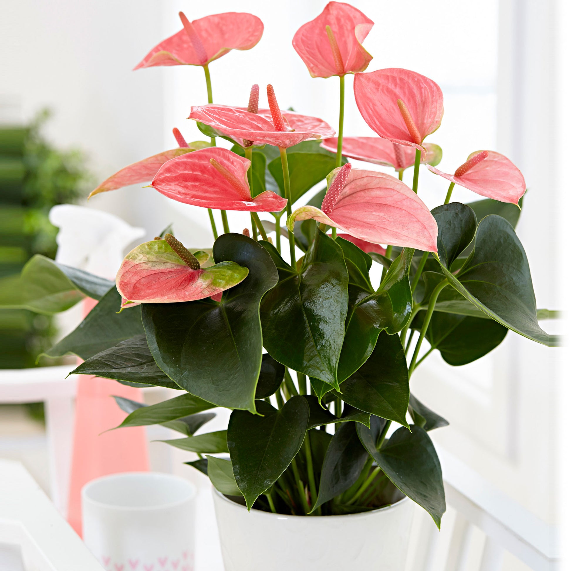 PLNTSchallenge Graines d'Anthurium