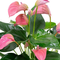 Langue de feu Anthurium 'Joli Pink' Rose