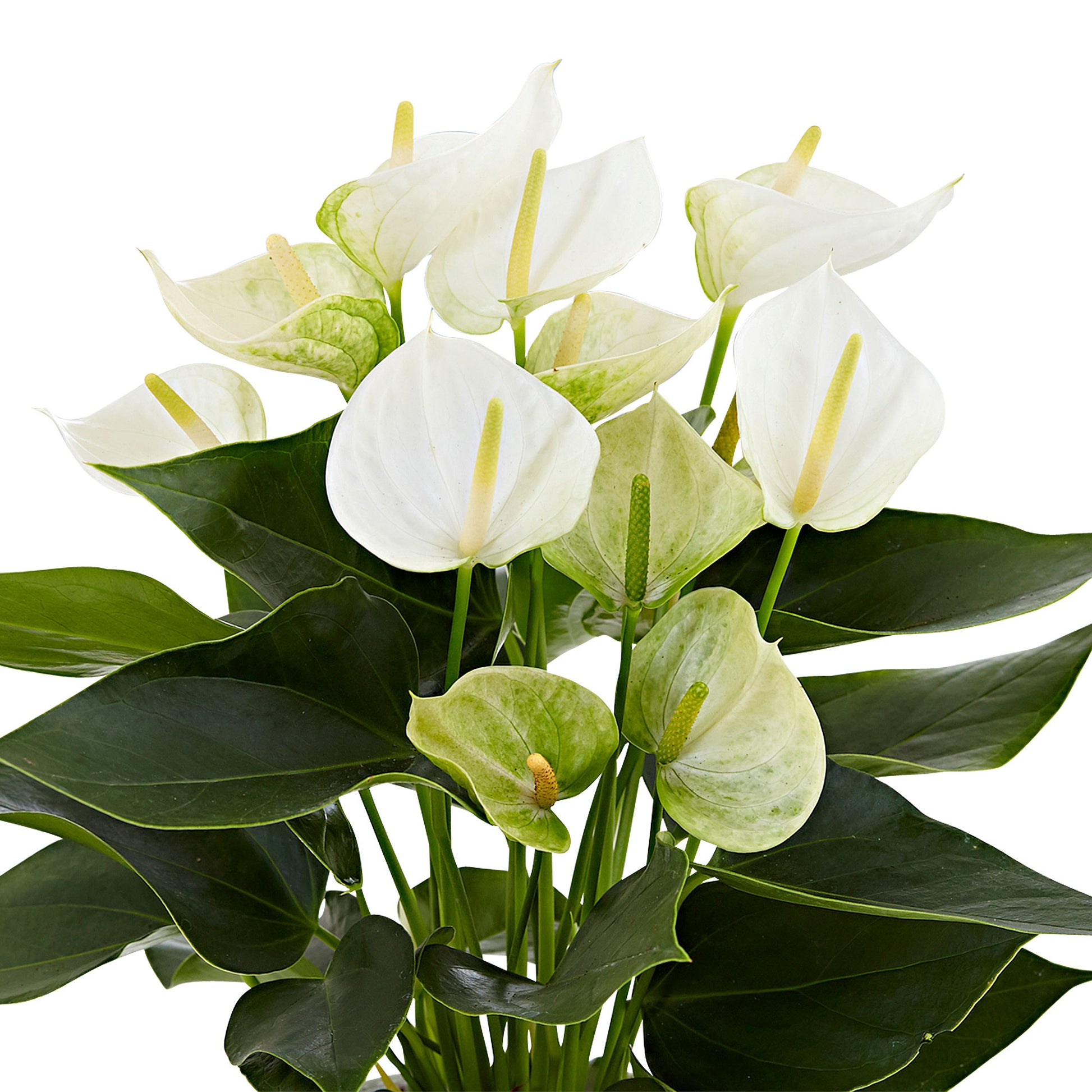 anthurium fleur blanche Langue de feu Anthurium andreanum Blanc