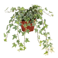 Lierre grimpant Hedera 'Eva'  - Plante suspendue