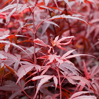 Érable du Japon Acer palmatum 'Shaina' rouge