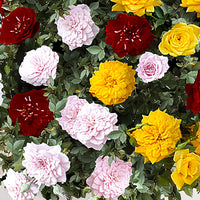 Rosier-tige Rosa 'Tricolor Parfum Bomb' rouge-jaune-rose  - Plants à racines nues