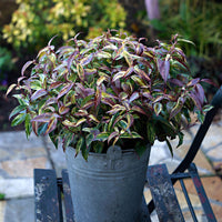 Leucothoe Leucothoe 'Makijaz' blanc