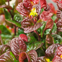 Leucothoé 'Curly Red'®