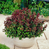 Leucothoé 'Curly Red'®