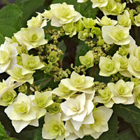Hortensia paysan Hydrangea 'Doppio Bianco' Blanc