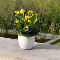 Lantanier Canna 'Cannova' Jaune