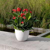 Lantanier Canna 'Cannova' Rouge