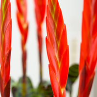 Bromélia Vriesea 'Era' vert-rouge avec pot décoratif