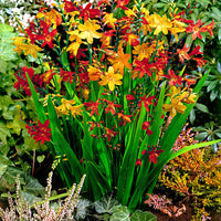 50x Crocosmia - Mélange rouge-orangé-jaune