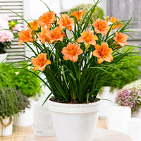 Lys Hemerocallis 'Pink Wing' saumon-orangé - Plants à racines nues