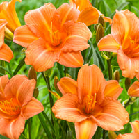 Lys Hemerocallis 'Pink Wing' saumon-orangé - Plants à racines nues
