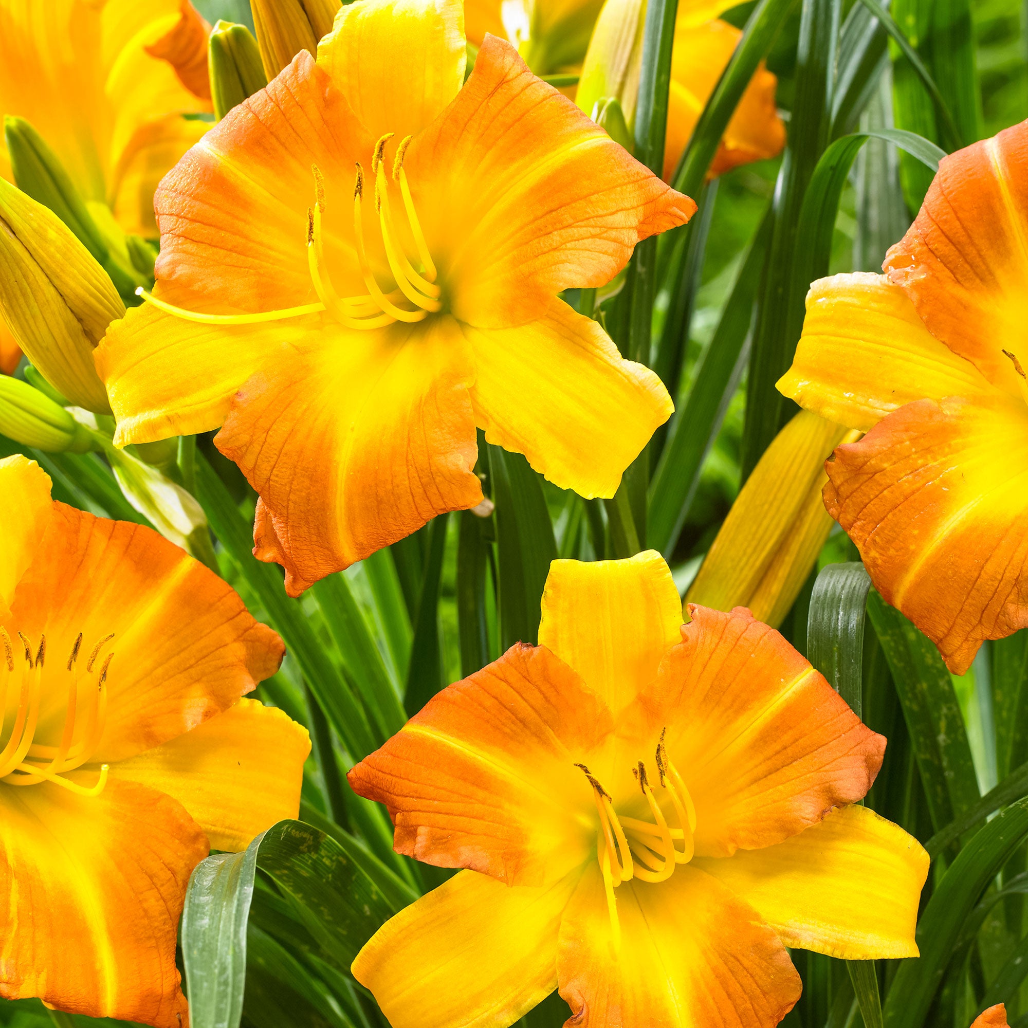 Achetez maintenant une plante vivace Lys Hemerocallis 'Punch Yellow ...