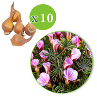 10x Oxalis Oxalis 'Autumn Pink' rose