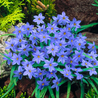 30x Étoile de printemps  Ipheion 'Jessie' bleu