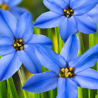 30x Étoile de printemps  Ipheion 'Jessie' bleu