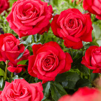 Rosier à grandes fleurs Rosa 'Dame De Coeur'® Rouge  - Plants à racines nues