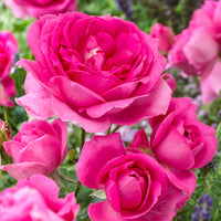 Rosier multiflore Rosa 'Deutsche Welle' violet - Plants à racines nues