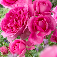 Rosier multiflore Rosa 'Deutsche Welle' violet - Plants à racines nues