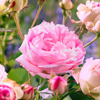 Rosier multiflore Rosa floribunda 'Leonardo da Vinci' rose - Plants à racines nues