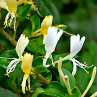 Chèvrefeuille Lonicera 'Halliana' jaune-blanc