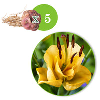 5x 0 Lys Lilium 'Apricot Fudge' jaune