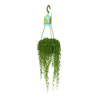 Plante collier de perles Senecio rowleyanus avec pot suspendu en plastique  - Plante suspendue