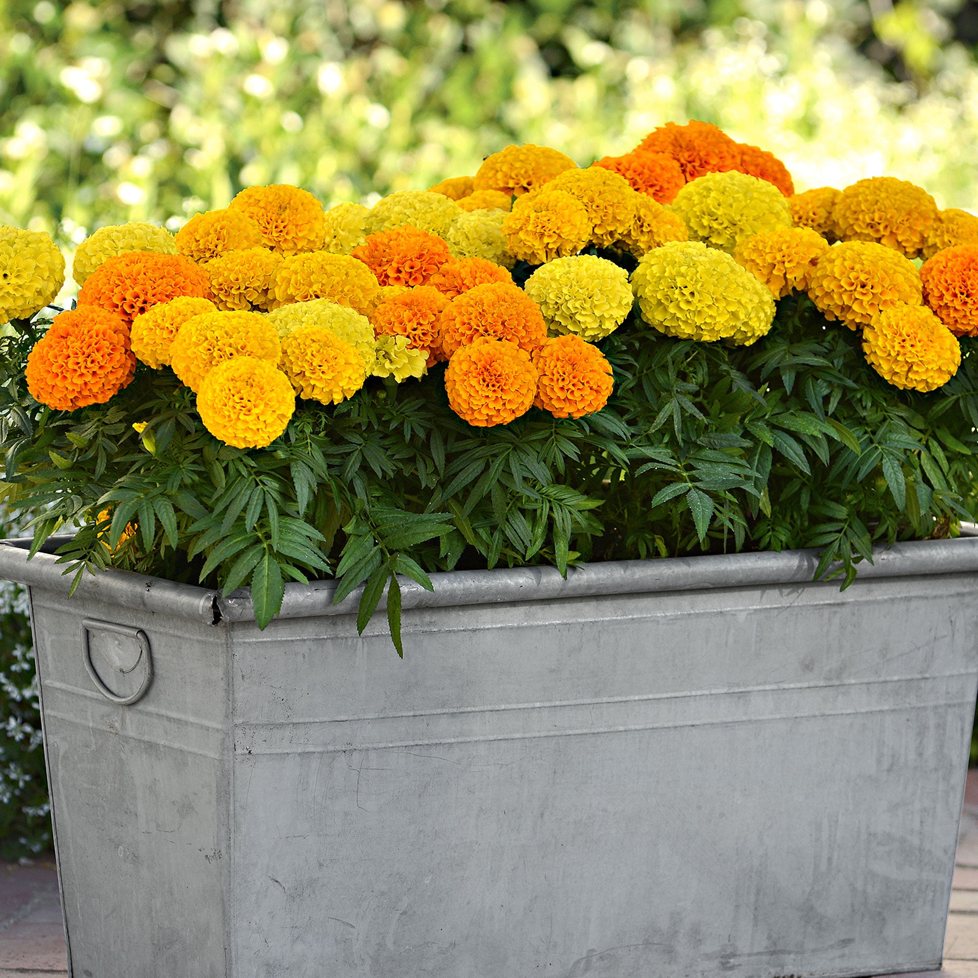 Oeillet D'inde, L'ami De La Tomate Bio - Foto 5