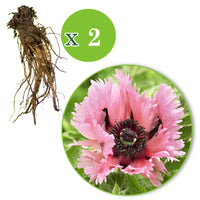 2x Pavot d'Orient Papaver 'Pink Perfection' rose - Plants à racines nues