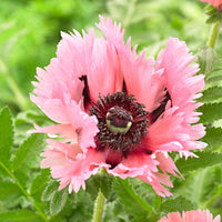 2x Pavot d'Orient Papaver 'Pink Perfection' rose - Plants à racines nues