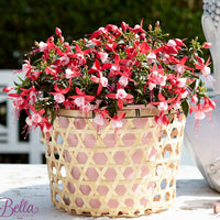 3x Fuchsia 'Evita' rouge-blanc