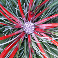 Fascicularia bicolor Fascicularia 'Bicolor'  Vert-Rouge