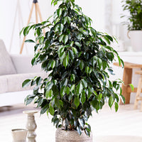 Figuier pleureur Ficus benjamina 'Danielle' avec cache-pot noir