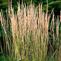 Calamagrostis 'Overdam' vert-crème