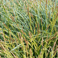 Laîche Carex 'Ice Dance' jaune-vert