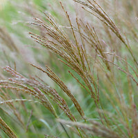 Roseau de Chine Miscanthus 'Adagio' rose-blanc