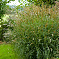 Roseau de Chine Miscanthus 'Adagio' rose-blanc