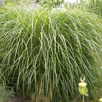 Roseau de Chine Miscanthus 'Yakushima Dwarf' blanc-marron