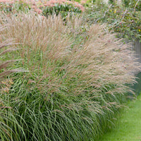 Roseau de Chine Miscanthus 'Yakushima Dwarf' blanc-marron