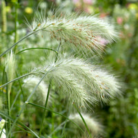 Pennisetum Pennisetum 'Hameln' blanc