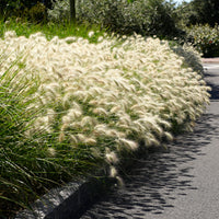 Pennisetum Pennisetum 'Hameln' blanc