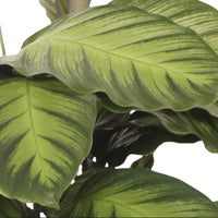 Calathea 'Misto'