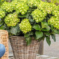 Hortensia paysan Hydrangea 'Vibrant Verde' Vert-Rose