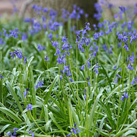 20x Jacinthe des bois Hyacinthoides non-scripta bleu