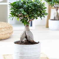 Bonsai Ficus 'Ginseng' pot en béton incluse