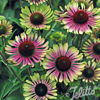 Rudbeckie 'Green Twister'